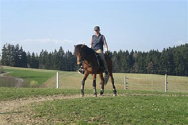 Bildergalerie Reiten